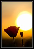 Poppy Sunset, Germany